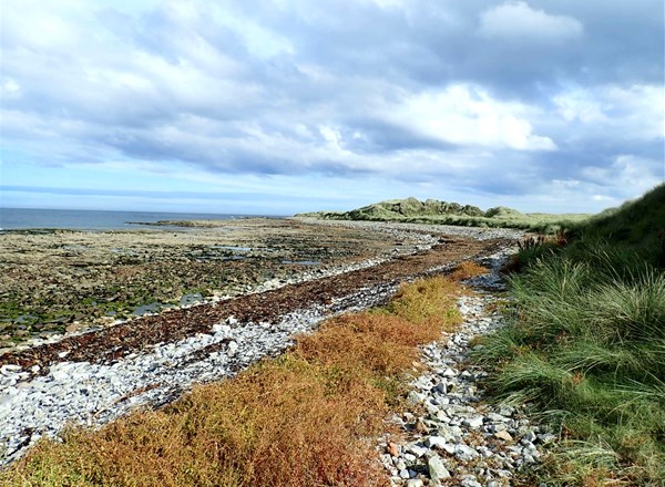 2011, EMU, Hornsea Project One - Heron Wind and Njord Ventus, Intertidal Ecology Field Survey